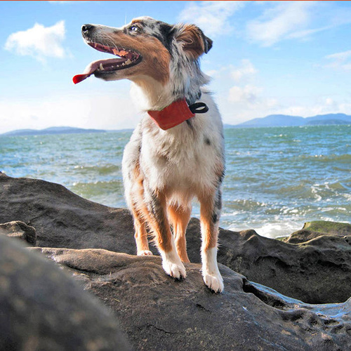 Nite Ize - Obroża dla psa ze smyczą RadDog™ All-In-One - L - Czerwona - RRLL-10-R3